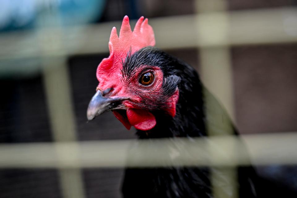 One of 1991greenery Hillary Coleman's chickens in her coop on Wednesday, June 19, 2024, in Lansing.