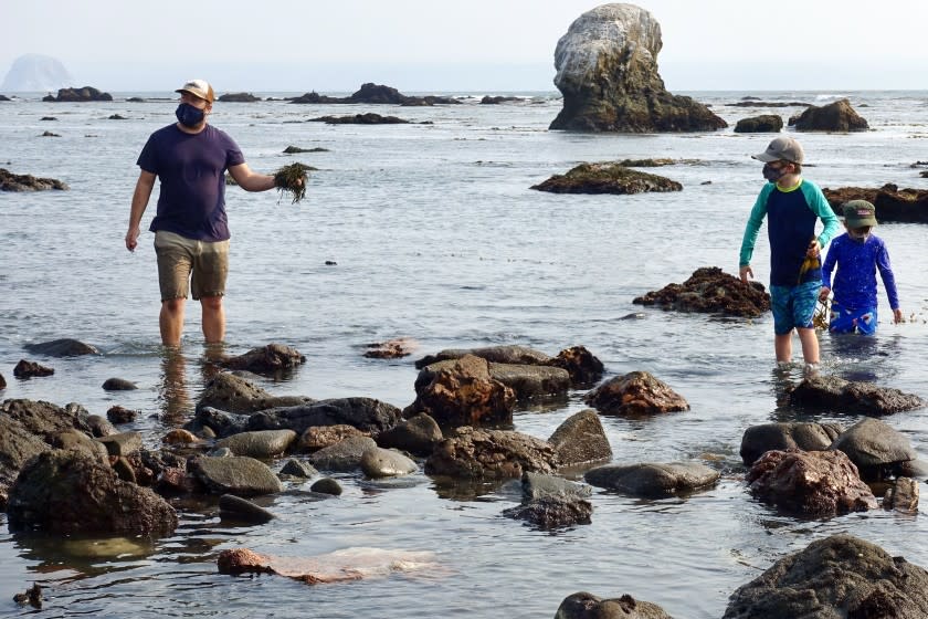 CAYUCOS, CA - October 3, 2020: Spencer Marley, owner of Marley Family Seaweeds, leads a seaweed-foraging tour.