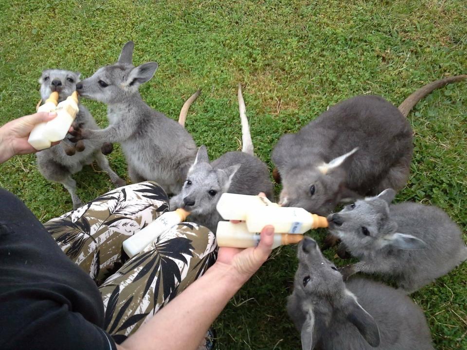 Joeys being fed after being rescued from their dead mothers’ pouches