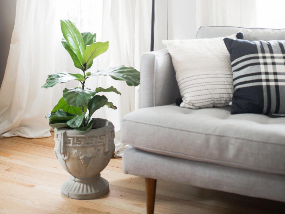 Gray couch with white and black and white checkered pillow next to a fiddle-leaf fig in a white planter