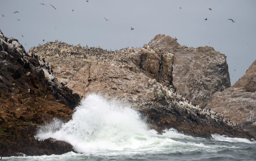 SAN FRANCISCO, CA - JUNE 30, 2019 - Waves crash ashore as thousands of birds enjoy living on one of the Farallon Islands about 30 miles off the coast of San Francisco, California on June 30, 2019. (Josh Edelson/For the Times)