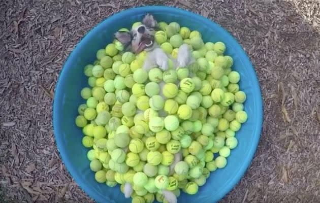 Chris is in doggy heaven. Photo: YouTube/Andres & Natalie M