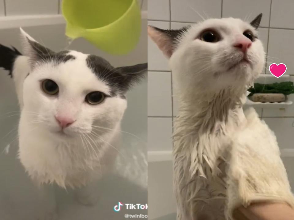 <p>「Simba辛巴」是一隻喜歡洗澡的貓咪（圖／TikTok@twiniboo）</p>
