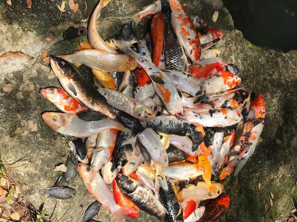 Some of the 150 dead koi fish from Lee Marks’ backyard pond.