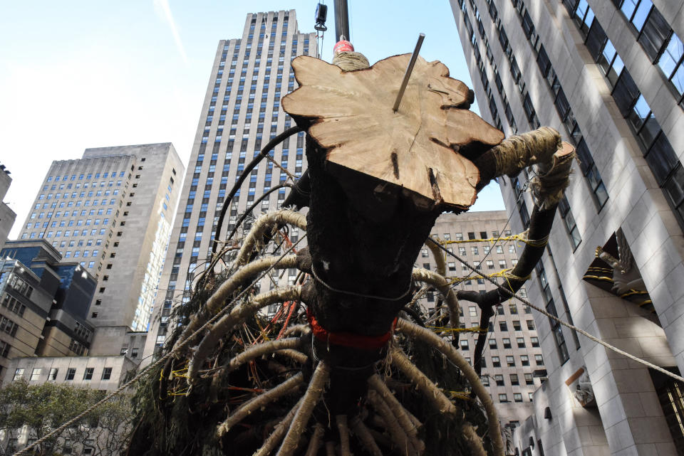 The Rockefeller Center tree is seen just before it is set upright.