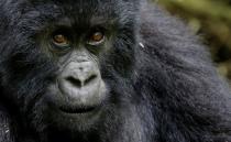 FILE PHOTO: An endangered high mountain gorilla from the Sabyinyo family is seen inside the forest within the Volcanoes National Park near Kinigi