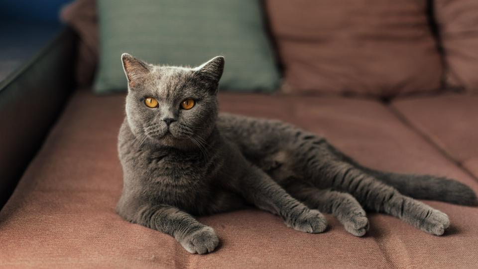 British shorthair cat sitting on the couch