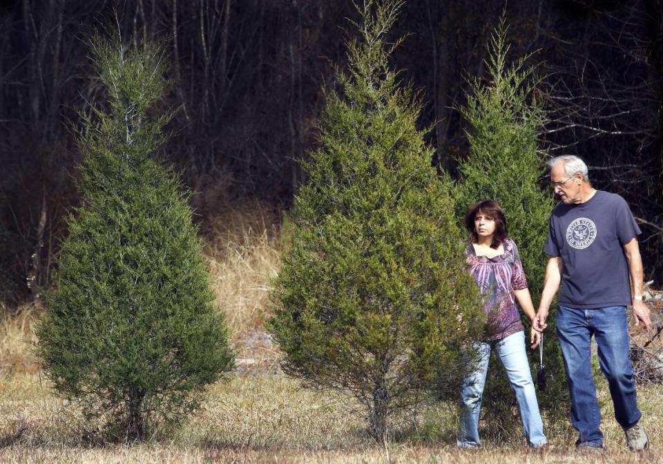 “I just like the whole idea of hunting for a tree,” said John Haseney. He and wife Nancy searched the 40 acrers at Booth’s Christmas Tree Farm in Conway Wednesday until they found their tree. This is there first Christmas here after moving from New Jersey. “We’ve never not had a real tree,” he added. The Sun News Photo by Steve Jessmore sjessmore@thesunnews.com