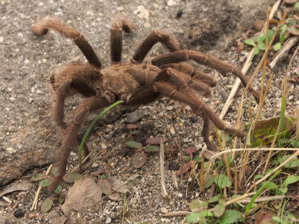 tarantula