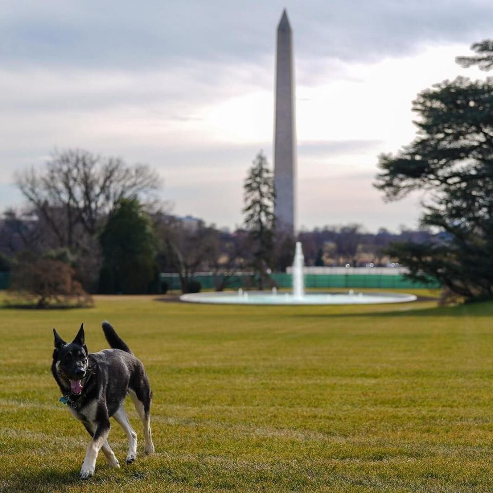 Biden dogs Champ and Major