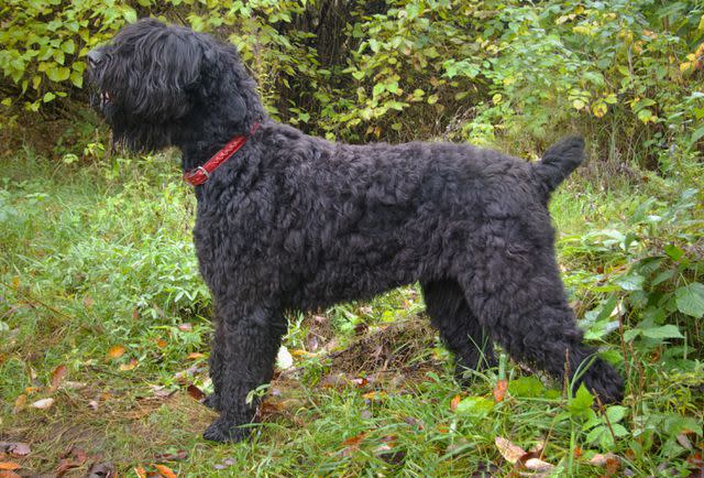 <p>Getty Images/alazor</p> Not actually classified as a terrier, the Black Russian Terrier is a large working dog.
