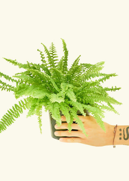 <p><a href="https://heyrooted.com/products/boston-fern-nephrolepis-exaltata-bostoniensis-compacta-medium" rel="nofollow noopener" target="_blank" data-ylk="slk:Shop Now;elm:context_link;itc:0;sec:content-canvas" class="link ">Shop Now</a></p><p>Boston Fern</p><p>heyrooted.com</p><p>$32.00</p>