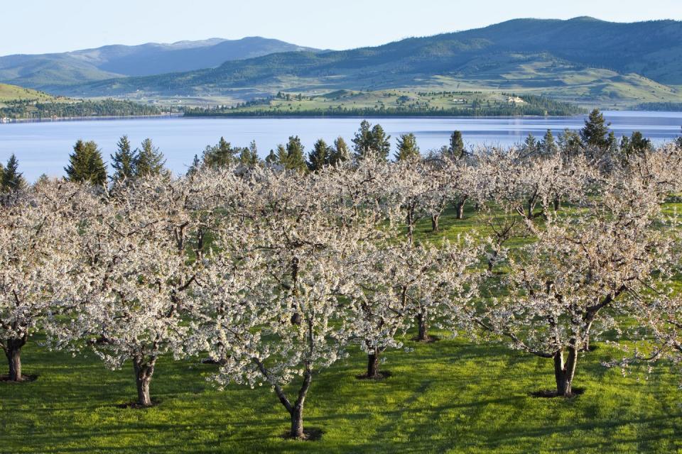 agriculture cherry orchard in full bloom with flathead lake in the background near polson, montana, usa