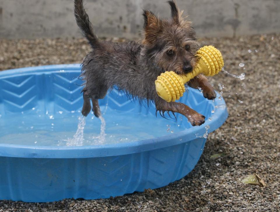 In this photo taken Friday, June 28, 2013, Howey, a one-year-old Terrier mix, keeps its cool at a one of the pools set by volunteers ahead of the 4th July celebrations at City of Rancho Cucamonga Animal Care & Adoption Center in Rancho Cucamonga, Calif. The western U.S. is bracing for a record heat wave this weekend. A strong upper-level ridge of high pressure developing over Southern California will generate torrid temperatures starting Friday, raising fears of heat-related illnesses and wildfires. (AP Photo/Damian Dovarganes)