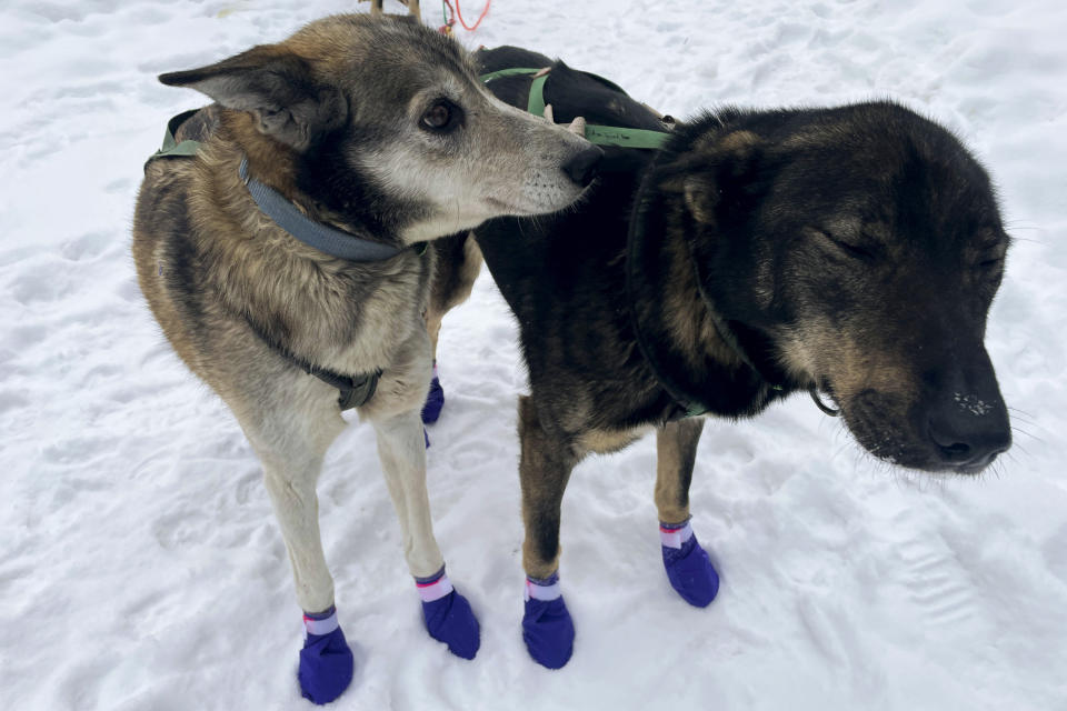 Ghost, left, and Sven, two leaders on the team of Ryan Redington, the 2023 Iditarod Trail Sled Dog champion, are shown ahead of a training run Monday, Feb. 26, 2024, in Knik, Alaska. Redington is one of three former champions in this year's race, which starts Saturday in Anchorage, Alaska. (AP Photo/Mark Thiessen)