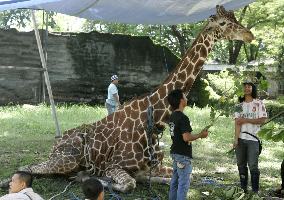 HOLD FOR STORY INDONESIA NIGHTMARE ZOO -FILE - In this March 1, 2012 file photo, Kliwon, a 30-year-old male African giraffe receives treatment from keepers at the Surabaya Zoo in Surabaya, East Java, Indonesia.  Kliwon, the only giraffe in the zoo, later died with a huge wad of plastic food wrappers found in its belly.  Indonesia's biggest zoo, once boasting one of the most impressive and well cared for collections of animals in Southeast Asia, is struggling for its existence following reports of suspicious animal deaths and disappearances of endangered species.  (AP Photo/Trisnadi, File)