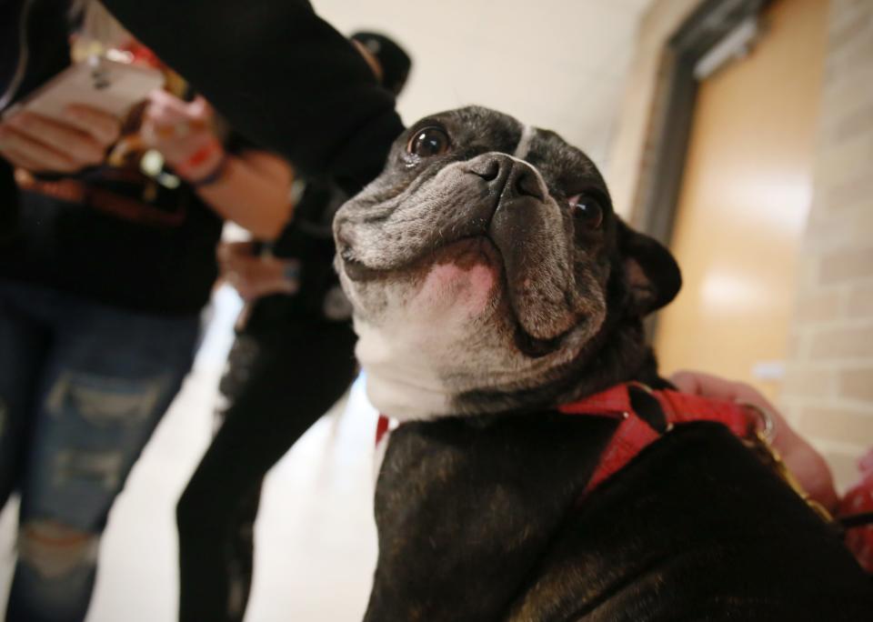 Pebbles, a french bulldog from The Blue Water Therapy Dog Club enjoys being pet by students in the hallway at Port Huron Northern High School on Wednesday, Jan. 19, 2022.