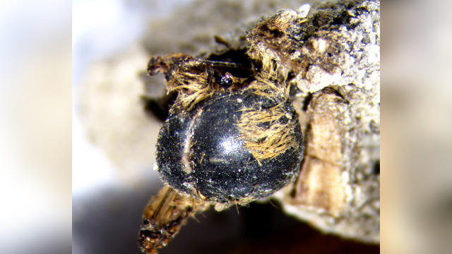 See the Largest Known Flower Preserved in Amber, Smart News