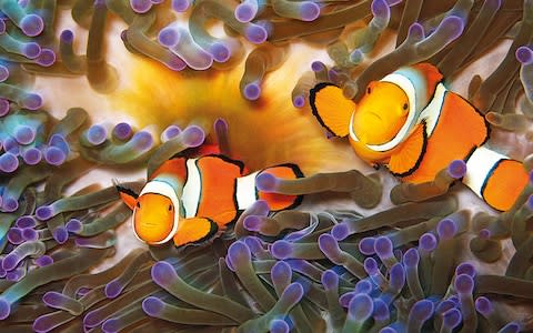 Clownfish with Anemone, off Opal Reef near Port douglas - Credit: Tourism and Events Queensland/Christian Botella