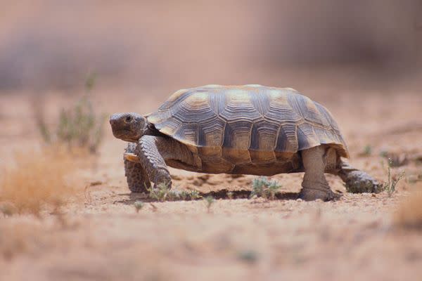 Desert Tortoise