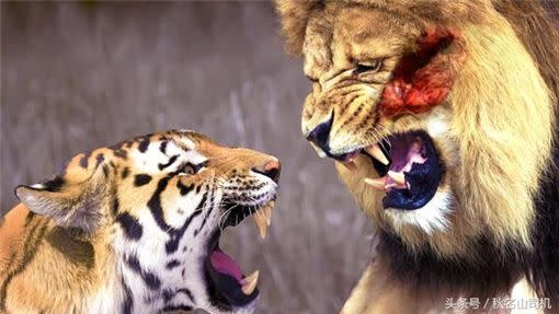 獅子跟老虎打架，劉莊的實驗中獅子贏老虎。（示意圖／翻攝自網路）