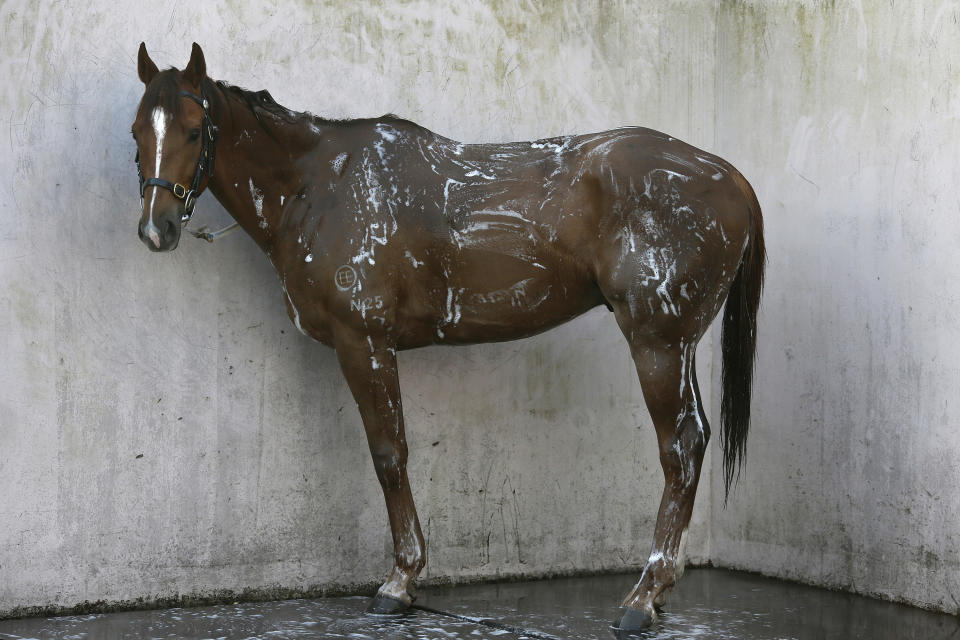 In this Wednesday, Jan. 29, 2014 photo, a horse takes a bath after swimming in a barn at Hong Kong's Jockey Club. Chinese communities around the world were welcoming the arrival of the year of the horse on Friday, Jan. 31 with equine-themed decorations and celebrations. The annual Lunar New Year holiday is mark with particular verve in Hong Kong, the semi-autonomous Chinese financial center that expects 7.93 million visitors, more than territory’s permanent population of 7.1 million. The year is considered especially significant for Hong Kong’s vibrant horse racing scene which boasts two world-class tracks and legions of enthusiastic fans. (AP Photo/Vincent Yu)