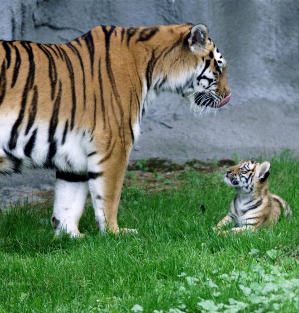 Celebrate International Tiger Day Friday at the Cape May County Zoo.