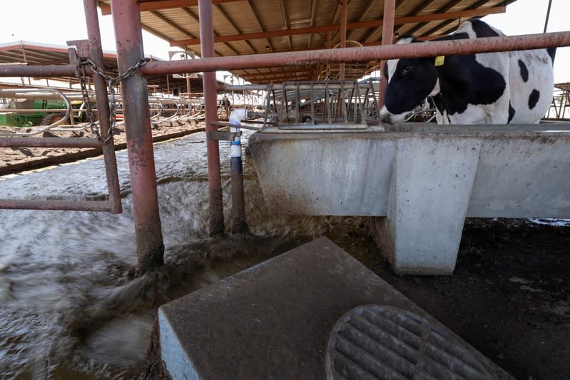 Animal waste is shown flowing to methane collecting ponds at a dairy farm in Pixley, California