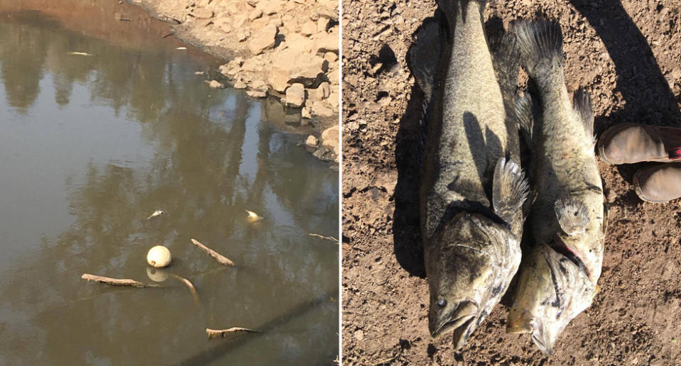 Dead Murray cod pictured at the Ogunbil dam.