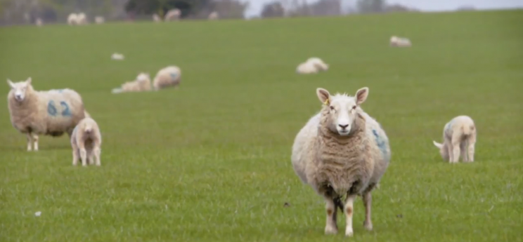 Dull... eight-hour movie about sheep is dubbed 'the dullest movie ever' - Credit: Calm