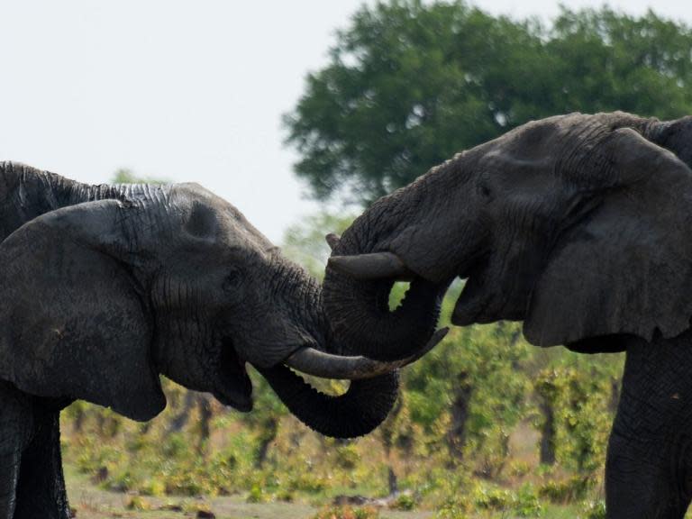 Hunter who shot dead two elephants hits back as company swamped by fury from animal lovers