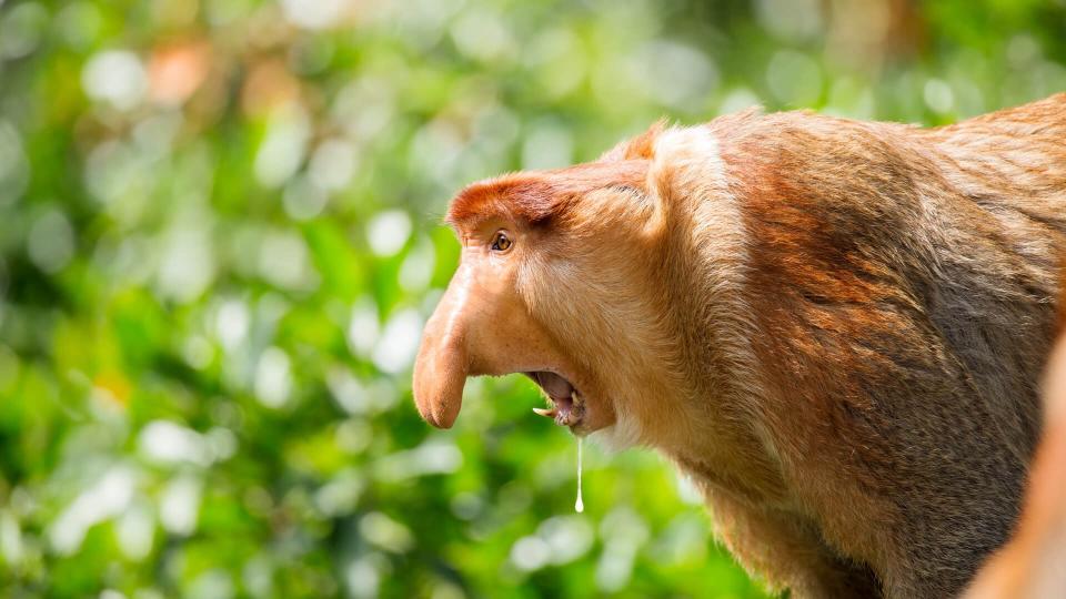 An alpha male Proboscis Monkey