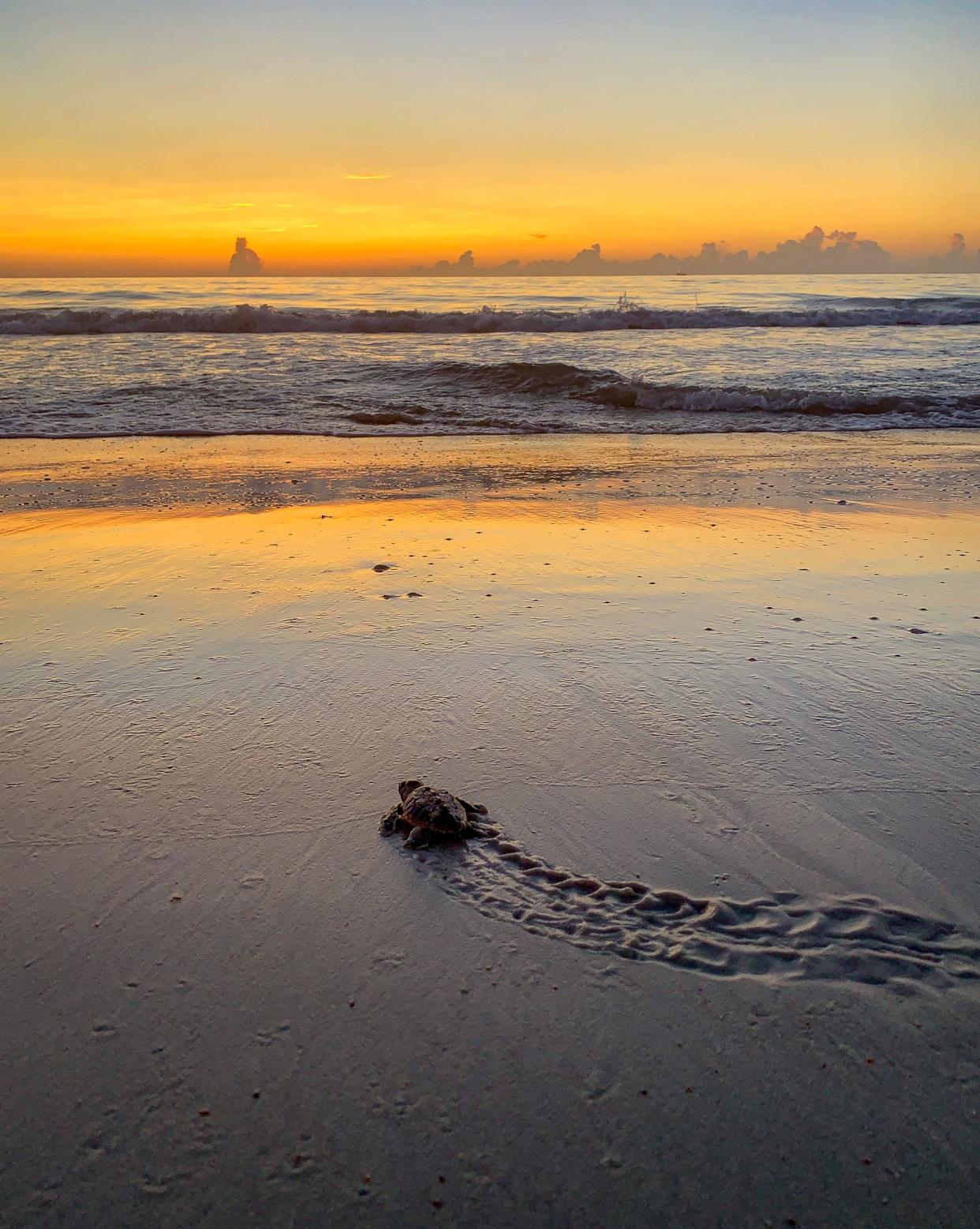 Hatchling heading to the Atlantic Ocean