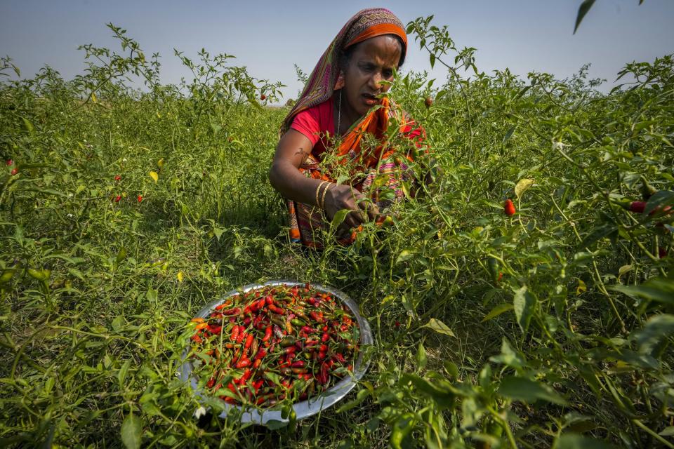 Indian voter Monuwara Begum picks chili from a garden in Sandahkhaiti, a floating island village in the Brahmaputra River on the eve of the second phase of the national election in Morigaon district, Assam, India, Thursday, April 25, 2024. Thousands in Assam state are dependent on fishing and selling produce like rice, jute and vegetables from their small farms on floating river islands, known locally as Chars. (AP Photo/Anupam Nath)