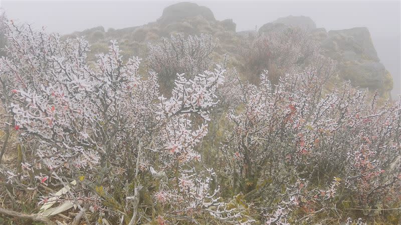 玉山北峰因低溫出現美麗的霧淞。(圖／玉管處提供)