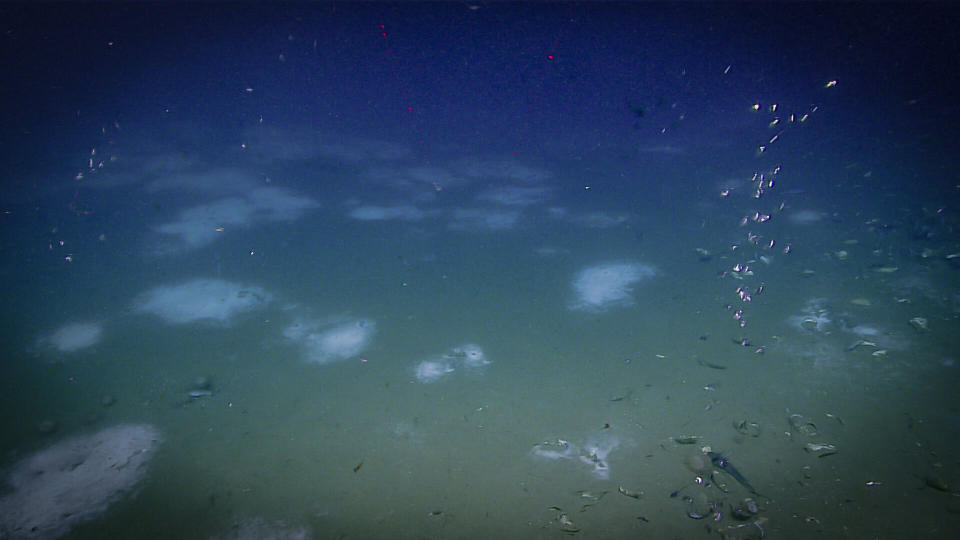 Mats of white beggiatoa bacteria carpet the seafloor at an active seep off the Atlantic coast. (Photo: NOAA Office of Ocean Exploration and Research, Windows to the Deep 2019)