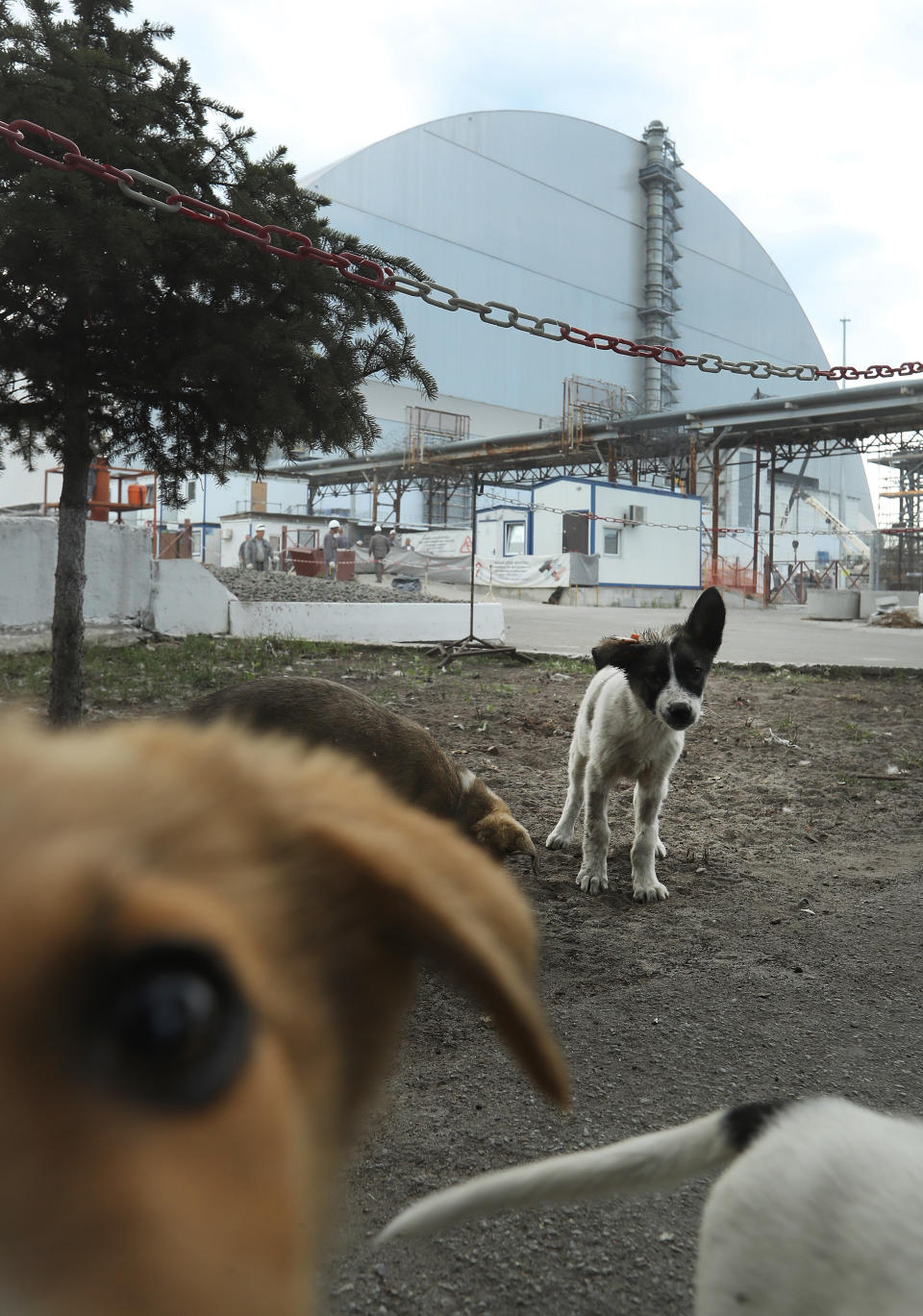 Stray dogs loiter inside the high-security "local zone" outside the new, giant enclosure that covers devastated reactor number four at the Chernobyl nuclear power plant on August 18, 2017 near Chernobyl, Ukraine. An estimated 900 stray dogs live in the exclusion zone, many of them likely the descendants of dogs left behind following the mass evacuation of residents in the aftermath of the 1986 nuclear disaster.