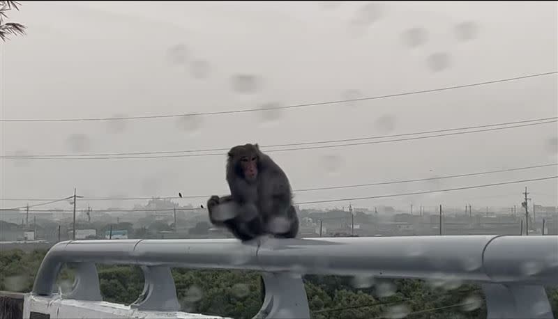 民眾在東石大橋上直擊「東石獼猴」出沒，打開窗向牠問好，還擔心被攻擊把車窗關小縫。（圖／翻攝嘉義綠豆大小事社團）