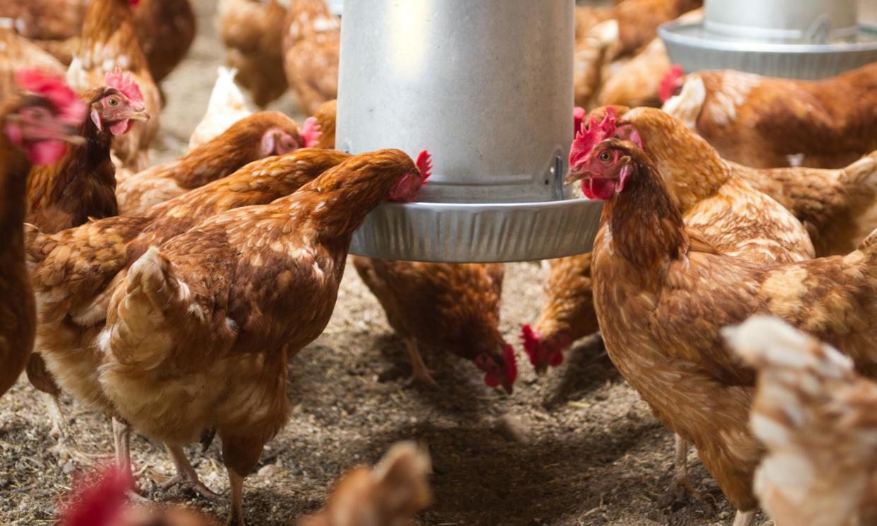 <span>An egg production farm. Bird flu has been detected at a farm in the Hawkesbury region in Sydney’s north.</span><span>Photograph: Edwin Remsberg/Getty Images</span>