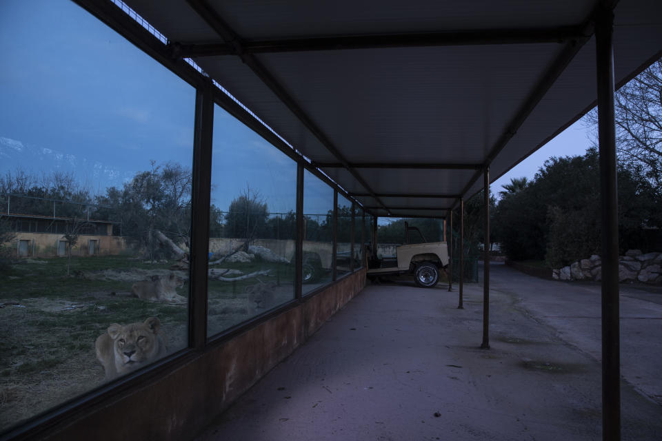 Angola lions look out from behind glass in their enclosure at the Attica Zoological Park in Spata, near Athens, Thursday, Jan. 21, 2021. After almost three months of closure due to COVID-19, Greece's only zoo could be approaching extinction: With no paying visitors or state aid big enough for its very particular needs, it still faces huge bills to keep 2,000 animals fed and healthy. (AP Photo/Petros Giannakouris)