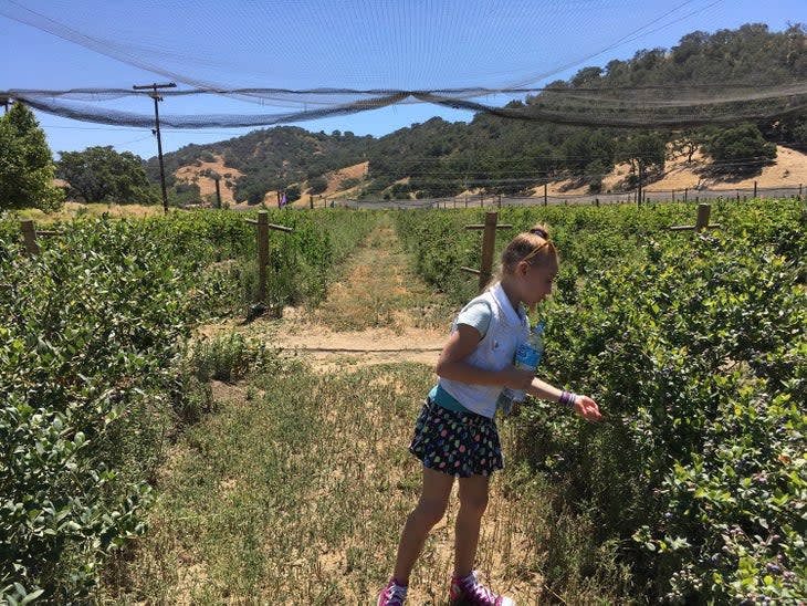 Blueberry picking near Buellton, Calif.