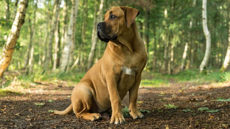 Boerboel dog outside