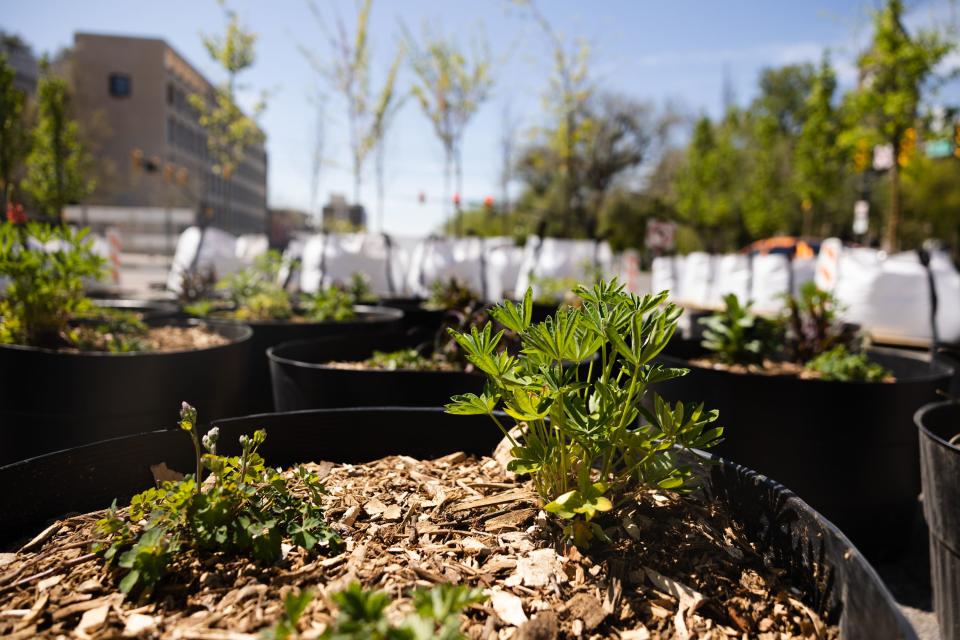Potted plants and trees are displayed during the unveiling of the “Green Loop,” a temporary public park at 200 East 300 South in downtown Salt Lake City on Monday, May 1, 2023. | Ryan Sun, Deseret News