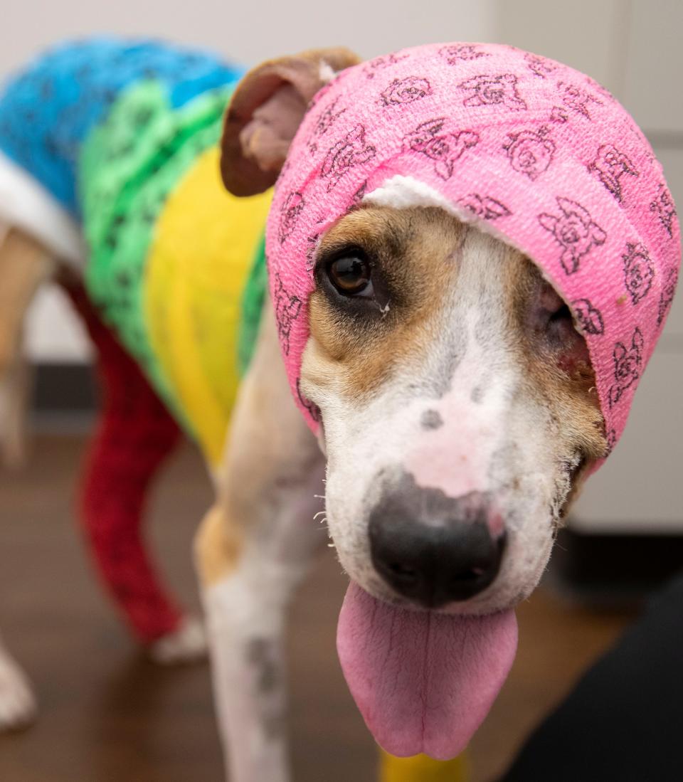 Riona, a 1-year-old dog, is recovering from her injuries at Bluff City Veterinary Specialists on Wednesday, June 29, 2022, after she was strangled, doused in fuel and set on fire. Nonprofit Tails of Hope Dog Rescue is raising money through a social media campaign to pay for her treatment. 
