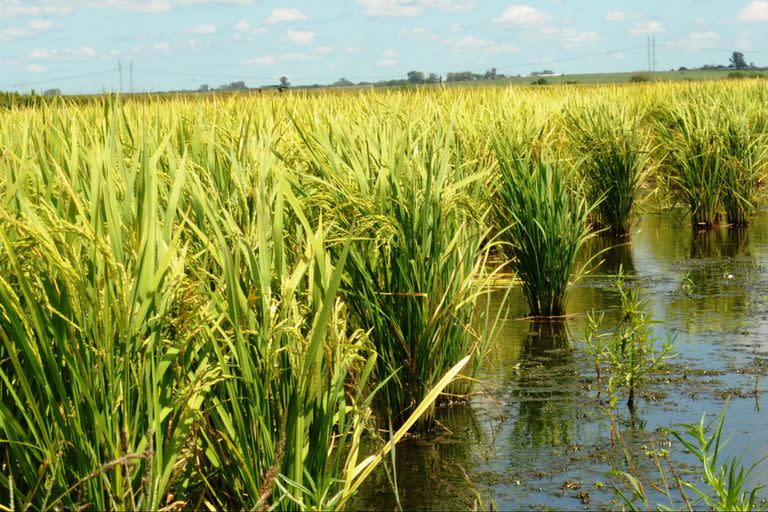 Las exportaciones de arroz, con bajo desempeño