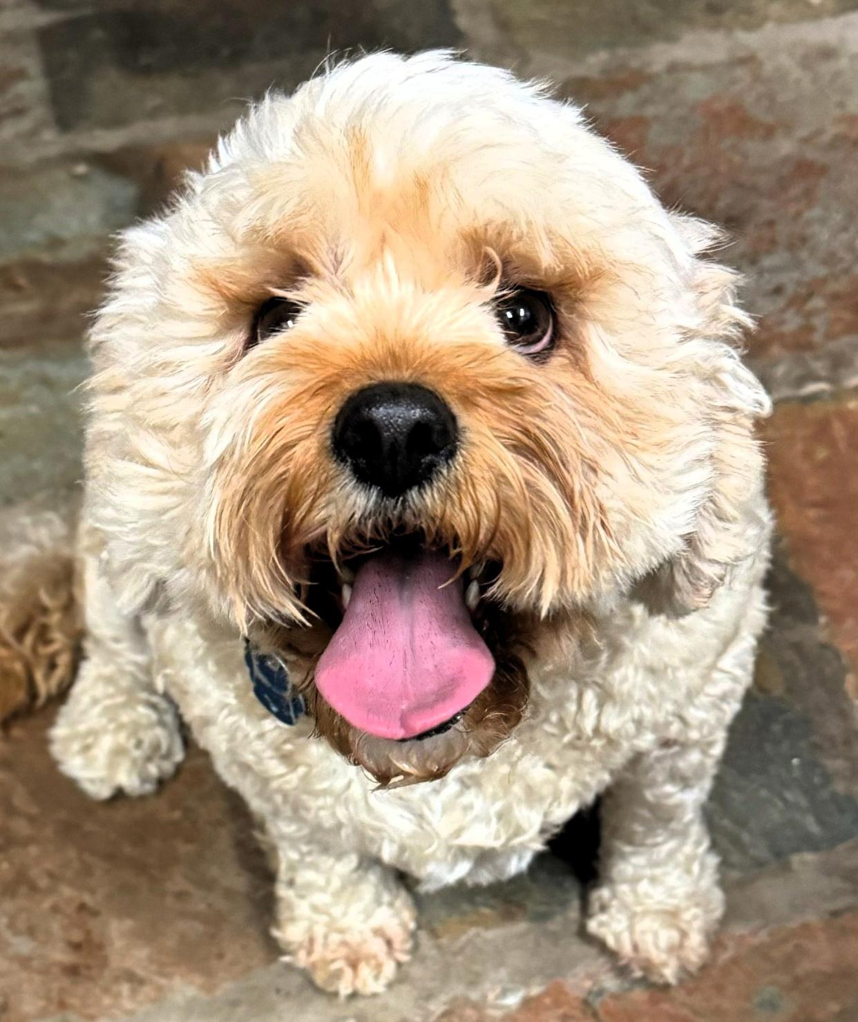 Cooper is a Cavapoo, who was surrendered due to the age and health of his owners. Cooper lived a quiet and pampered life as an only dog. It's recommended any other dogs in the home meet Cooper before adoptions. Other dogs should be calm and gentle and not dominant. Cooper know how to sit and walks on a lead, but may bolt. He's very clean and groomed and rides great in a car and is recommended for home with children over the age of 10. For more information, call the Coshocton County Animal Shelter at 740-622-9741 or go to coshoctoncounty.net/shelter.