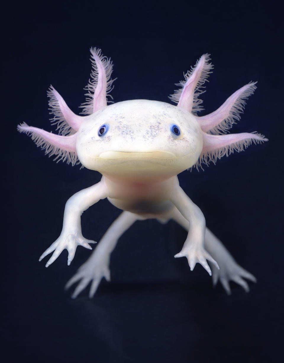 Axolotl