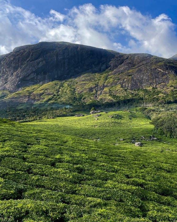 Lush green hills of Munnar, India are shown with a blue sky above.