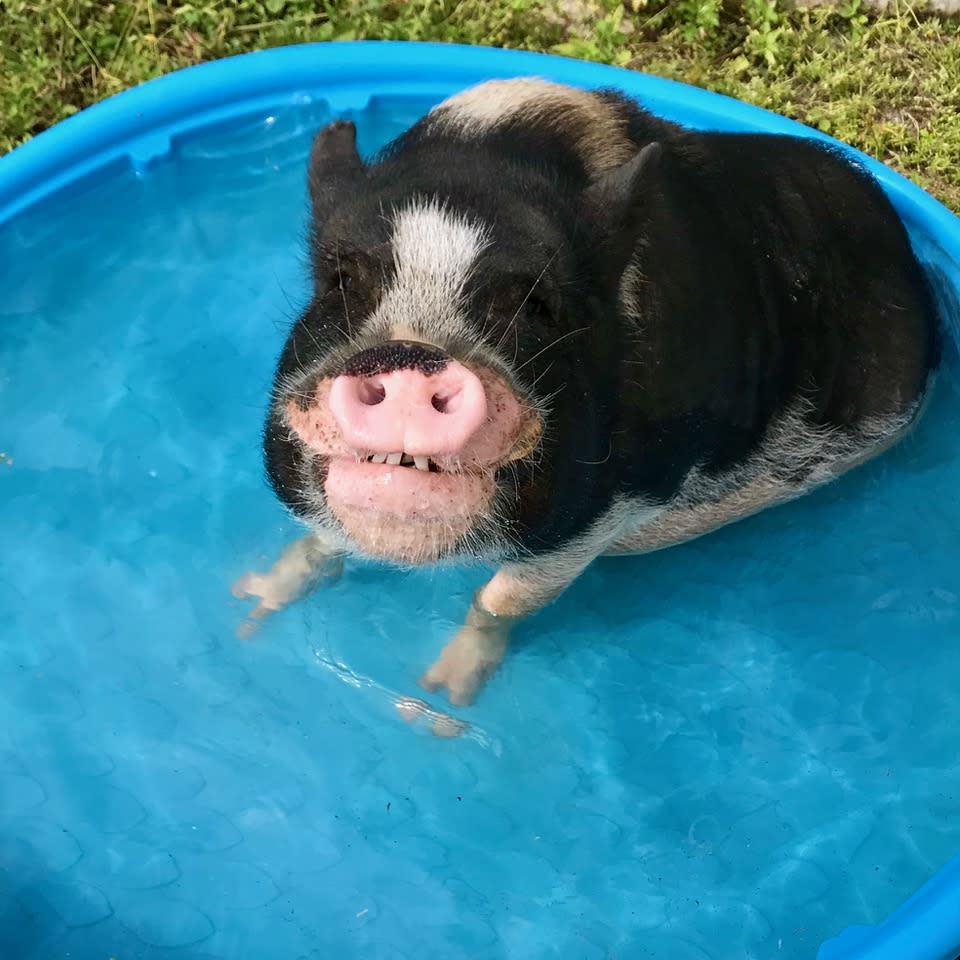 A pig takes a dip in a kiddie pool. (Christoper Vane / Little Bear Sanctuary)