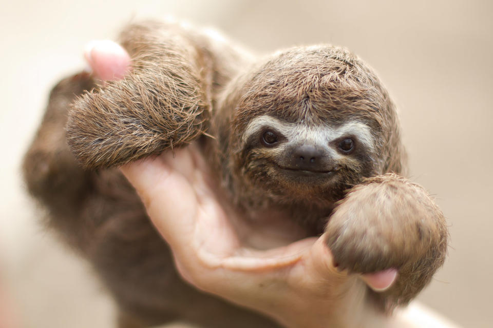 Happy International Sloth Day! Enjoy These 12 Snuggly Pics of Our Favorite Furry Creatures